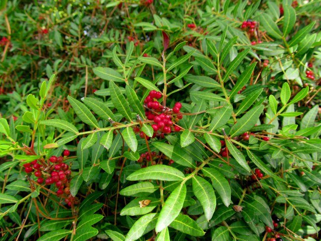 Lentisco - Pistacia lentiscus - Mata - El Nou Garden
