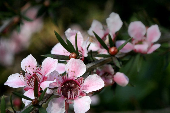 Leptospermo - Leptospermum karo - Leptospermum scoparium - Leptsopermum squarrosum - El Nou Garden