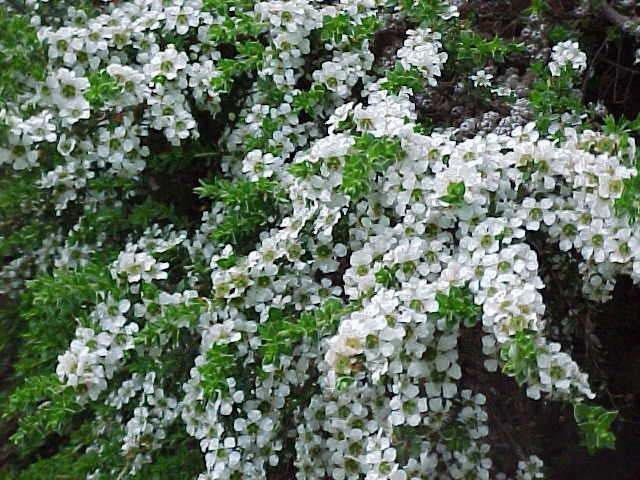 Leptospermo - Leptospermum karo - Leptospermum scoparium - Leptsopermum squarrosum - El Nou Garden