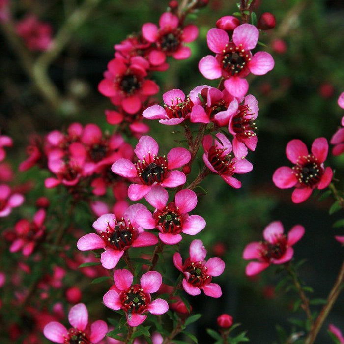 Leptospermo - Leptospermum karo - Leptospermum scoparium - Leptsopermum squarrosum - El Nou Garden