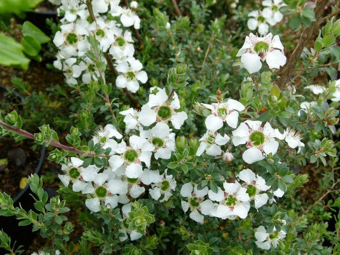 Leptospermo - Leptospermum karo - Leptospermum scoparium - Leptsopermum squarrosum - El Nou Garden