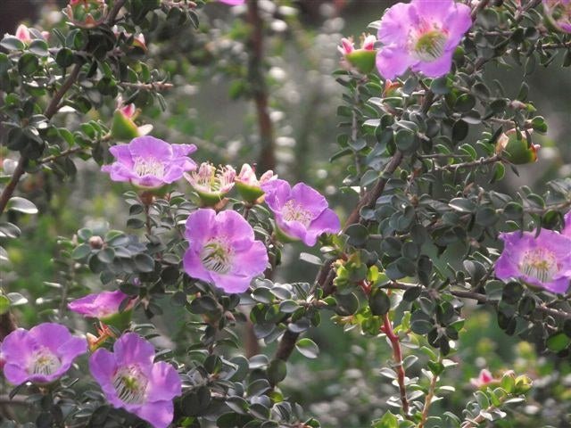 Leptospermo - Leptospermum karo - Leptospermum scoparium - Leptsopermum squarrosum - El Nou Garden