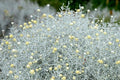 Leucophyta Silver Cushion - Calocephalus - El Nou Garden
