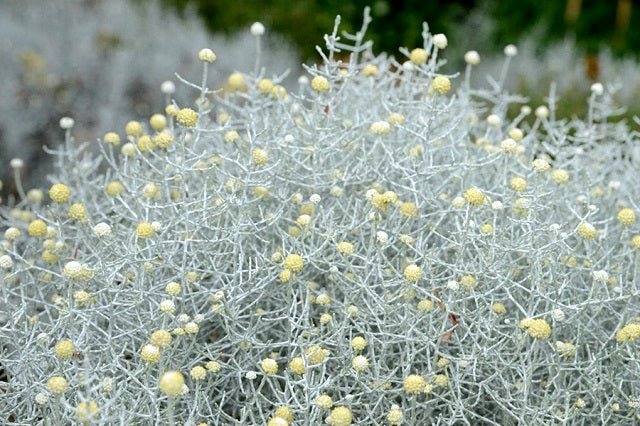 Leucophyta Silver Cushion - Calocephalus - El Nou Garden