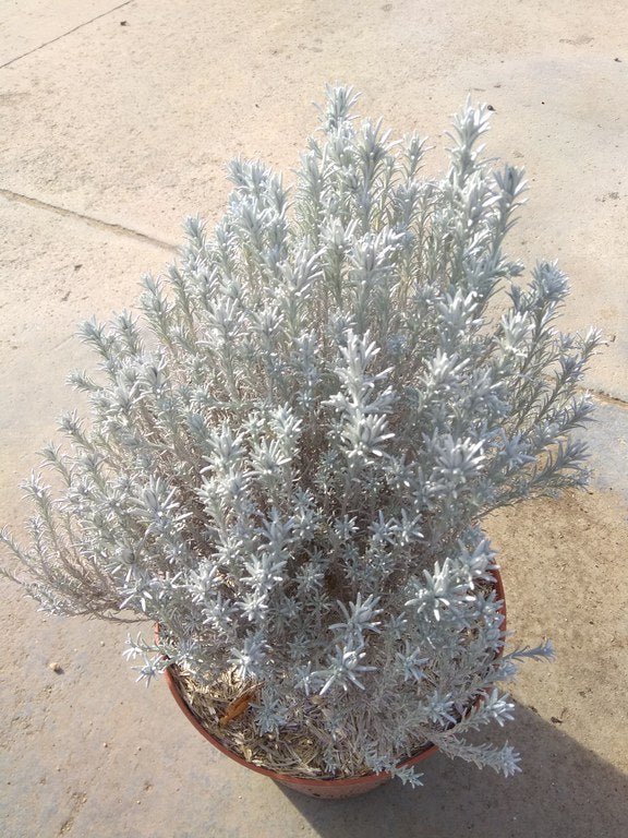 Leucophyta Silver Cushion - Calocephalus - El Nou Garden