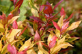 Leucotoe rojo - Leucothoe axillaris Scarletta - El Nou Garden