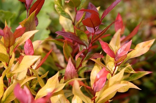 Leucotoe rojo - Leucothoe axillaris Scarletta - El Nou Garden
