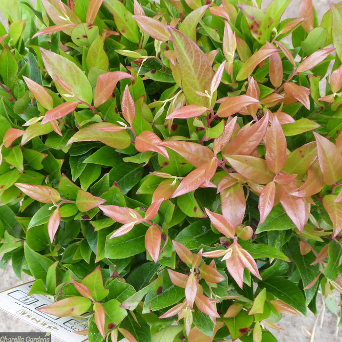 Leucotoe rojo - Leucothoe axillaris Scarletta - El Nou Garden