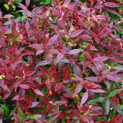 Leucotoe rojo - Leucothoe axillaris Scarletta - El Nou Garden