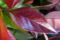 Leucotoe rojo Zeblid - Leucothoe scarletta - El Nou Garden