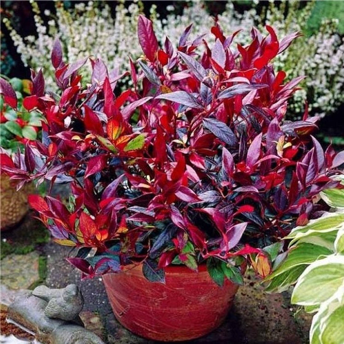 Leucotoe rojo Zeblid - Leucothoe scarletta - El Nou Garden