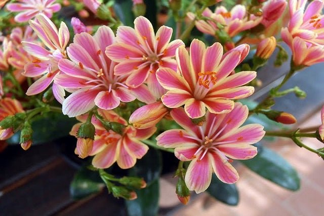 Lewisia - Lewisia cotyledon - El Nou Garden