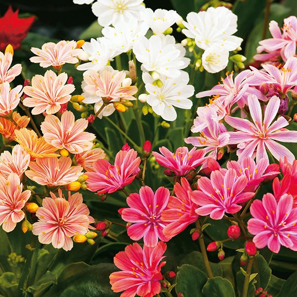 Lewisia - Lewisia cotyledon - El Nou Garden