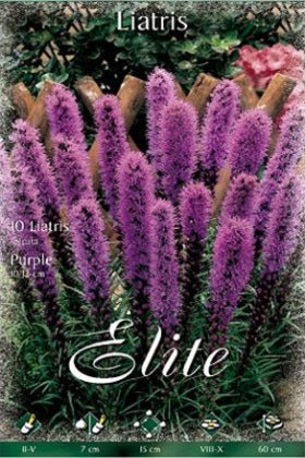 Liatris morado - Liatris spicata - Bulbos - El Nou Garden
