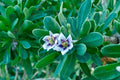 Licio - Lycium europaeum - El Nou Garden