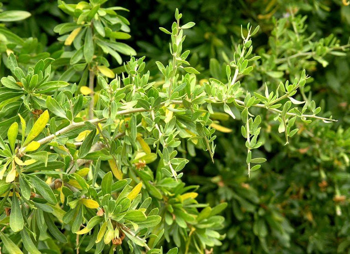 Licio - Lycium europaeum - El Nou Garden