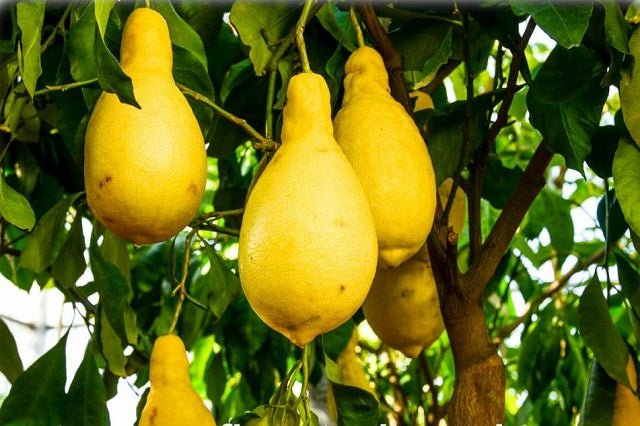 Limón Pera - Citrus limon Pyriformis - El Nou Garden