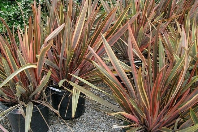 Lino de Nueva Zelanda - Phormium tenax - El Nou Garden