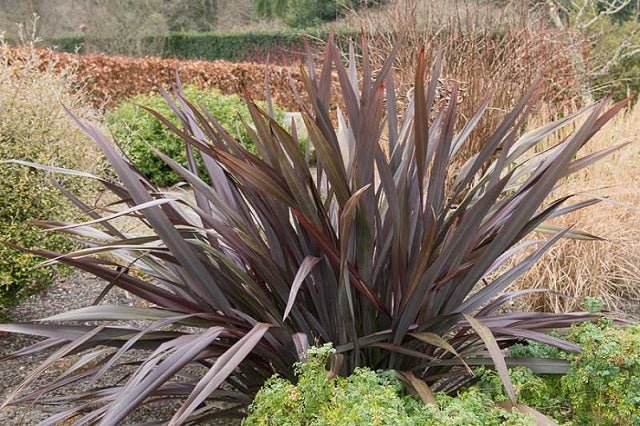 Lino de Nueva Zelanda Atropurpurea - Phormium tenax - El Nou Garden