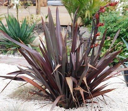 Lino de Nueva Zelanda Atropurpurea - Phormium tenax - El Nou Garden