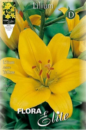 Lirio amarillo - Azucena - Lilium asiatic - Bulbos - El Nou Garden