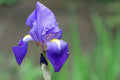 Lirio azul - Iris germanica - El Nou Garden