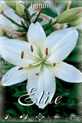 Lirio blanco - Azucena - Lilium asiatic - Bulbos - El Nou Garden