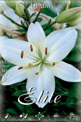 Lirio blanco - Azucena - Lilium asiatic - Bulbos - El Nou Garden