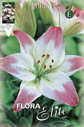 Lirio blanco borde rosa - Azucena - Lilium asiatic - Bulbos - El Nou Garden
