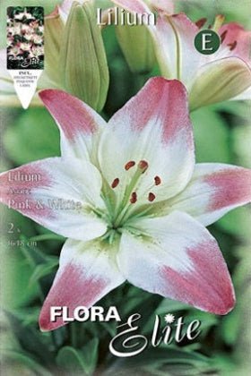 Lirio blanco borde rosa - Azucena - Lilium asiatic - Bulbos - El Nou Garden