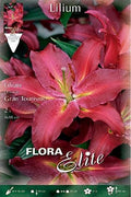 Lirio Gran Tourismo - Azucena - Lilium - Bulbos - El Nou Garden
