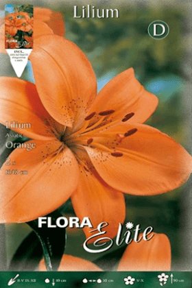 Lirio naranja - Azucena - Lilium asiatic - Bulbos - El Nou Garden