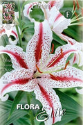 Lirio oriental Dizzy - Azucena - Lilium - Bulbos - El Nou Garden