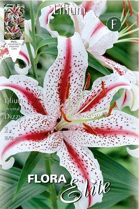 Lirio oriental Dizzy - Azucena - Lilium - Bulbos - El Nou Garden