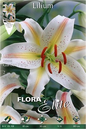 Lirio oriental Garden Party - Lilium orientalis - Bulbos - El Nou Garden