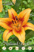 Lirio oriental Hotel California - Azucena - Lilium - Bulbos - El Nou Garden