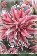 Lirio oriental Magic Star - Lilium orientalis - Bulbos - El Nou Garden
