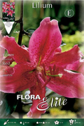 Lirio oriental rojo - Azucena - Lilium - Bulbos - El Nou Garden