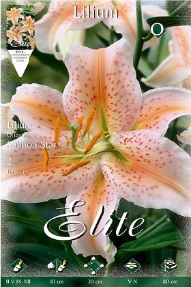 Lirio oriental Salmon Star - Lilium orientalis - Bulbos - El Nou Garden