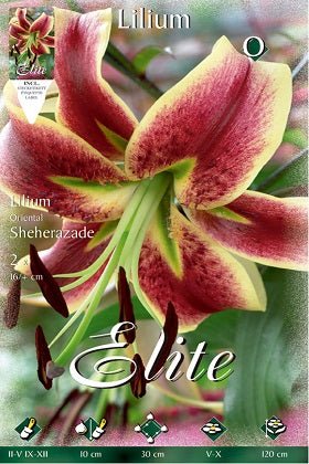 Lirio Oriental Scheherezade - Azucena - Lilium - Bulbos - El Nou Garden