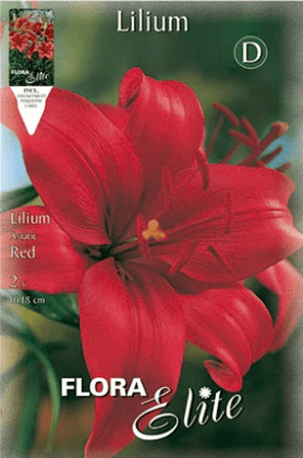 Lirio rojo - Azucena - Lilium asiatic - Bulbos - El Nou Garden