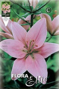 Lirio rosa - Azucena - Lilium asiatic - Bulbos - El Nou Garden