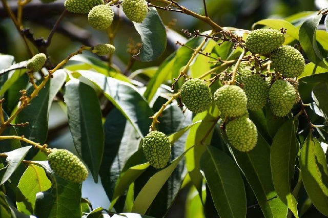 Litchi - Litchi chinensis - El Nou Garden