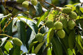 Litchi - Litchi chinensis - El Nou Garden