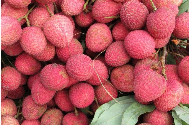 Litchi - Litchi chinensis - El Nou Garden