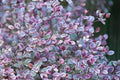 Lophomyrtus ralphii - Lophomyrtus Purpureum - Lophomyrtus Pixie - Lophomyrtus Tricolor - El Nou Garden