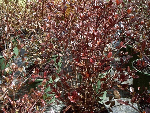 Lophomyrtus ralphii - Lophomyrtus Purpureum - Lophomyrtus Pixie - Lophomyrtus Tricolor - El Nou Garden