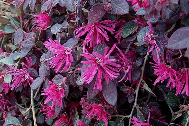 Loropetalum Black Pearl - Loropetalum chinense - El Nou Garden