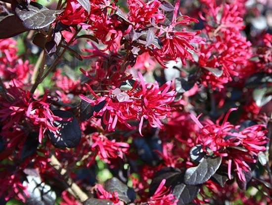 Loropetalum Black Pearl - Loropetalum chinense - El Nou Garden
