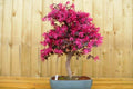 Loropetalum Fire Dance - Loropetalum chinense - Bonsai - El Nou Garden